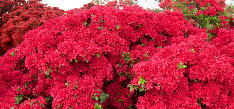 Цветение азалий в парке Цуцудзигаока (яп. つつじヶ丘駅)