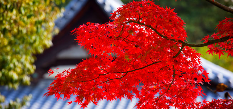 Осенний тур в Японию и Корею на сезон любования красными листьями клёна – 2019