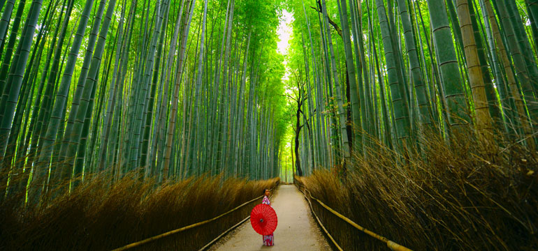Бамбуковая роща Сагано в Киото
