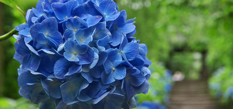 Фестиваль гортензий в храме Meigetsu-in (明月院)