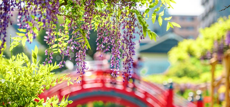 Цветение глициний в храме Камэйдо Тэндзин (яп. 亀戸天神社)