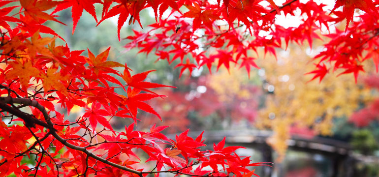 Осенний тур в Японию на сезон любования красными листьями клёна – 2019